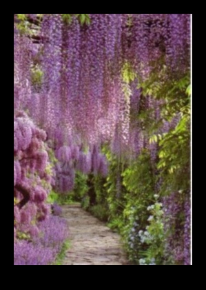 Η Wisteria Dreams A Floral Ode στους Ιαπωνικούς κήπους σε πλήρη άνθιση 3 Wisteria Dreams: Ιαπωνικοί κήποι σε πλήρη άνθιση
