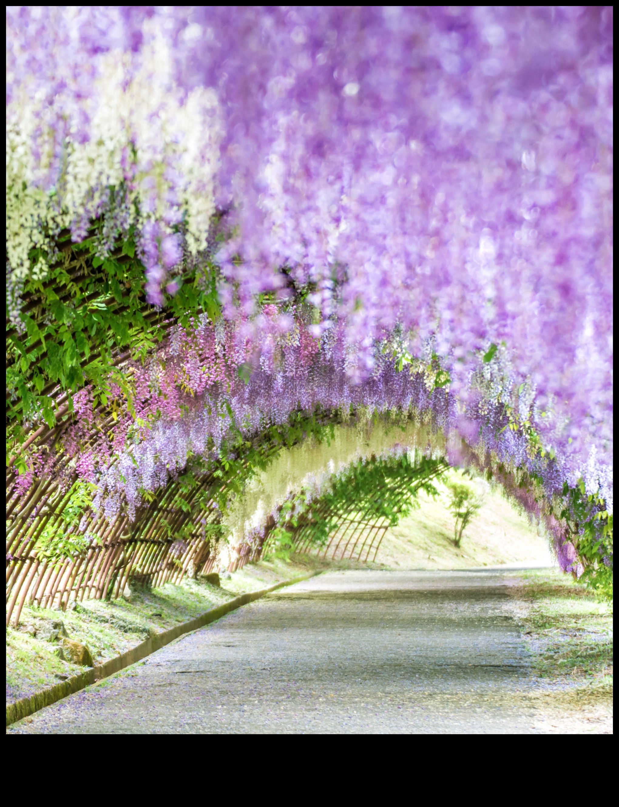 Η Wisteria Dreams A Floral Ode στους Ιαπωνικούς κήπους σε πλήρη άνθιση 2 Wisteria Dreams: Ιαπωνικοί κήποι σε πλήρη άνθιση