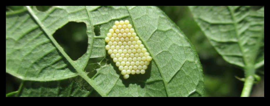 Ασπίδα και κατάκτηση Πώς να νικήσετε τα παράσιτα του κήπου γρήγορα και φυσικά 3 Shield and Conquer: Deteating Garden Pests Swiftly