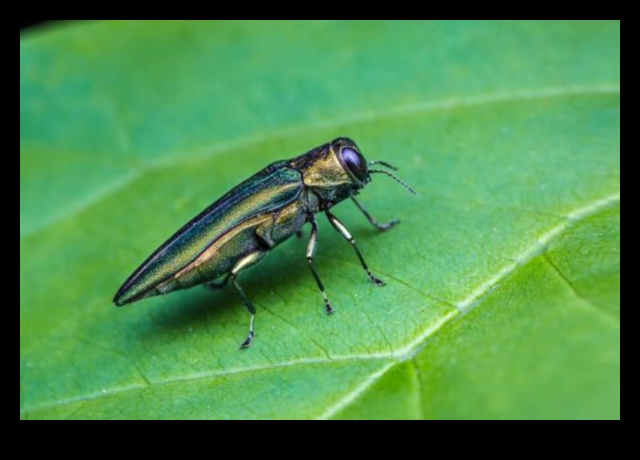 Ασπίδα και κατάκτηση Πώς να νικήσετε τα παράσιτα του κήπου γρήγορα και φυσικά 5 Shield and Conquer: Deteating Garden Pests Swiftly