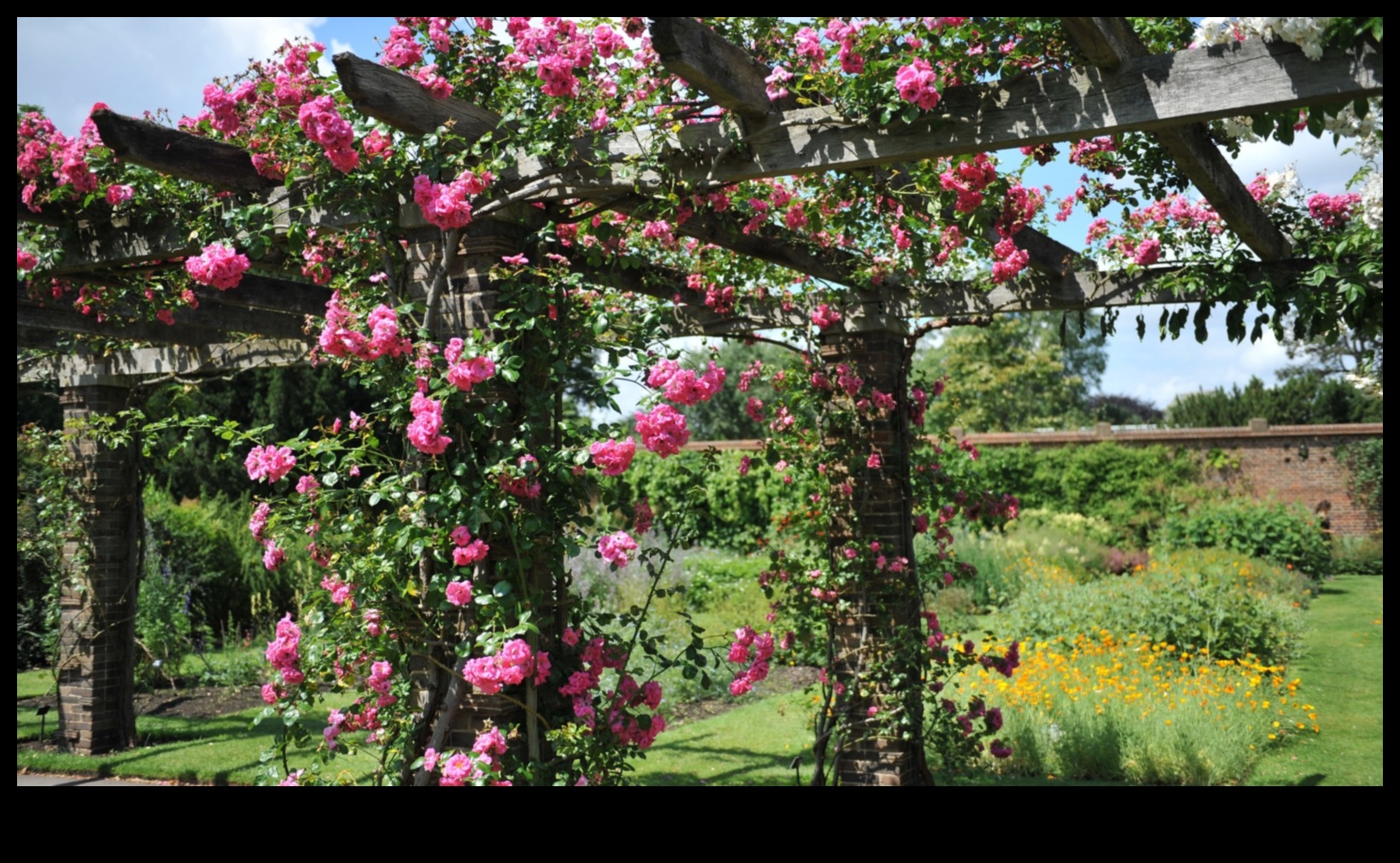 Climbing to Blossom: Vertical Gardening Inspirations