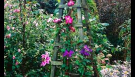 Climbing to Blossom: Vertical Gardening Inspirations