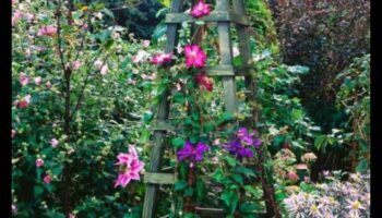 Climbing to Blossom: Vertical Gardening Inspirations
