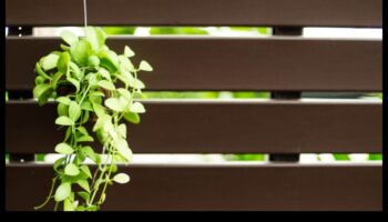 Αναρρίχηση στο πράσινο: Κατακόρυφη δεξιοτεχνία στην κηπουρική