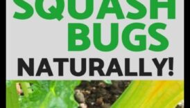 Shield and Conquer: Deteating Garden Pests Swiftly