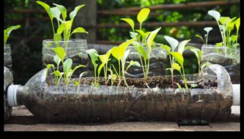 Οικολογικοί Κήποι: Βιώσιμα DIY έργα για όλους