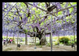 Wisteria Dreams: Ιαπωνικοί κήποι σε πλήρη άνθιση