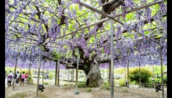 Wisteria Dreams: Ιαπωνικοί κήποι σε πλήρη άνθιση